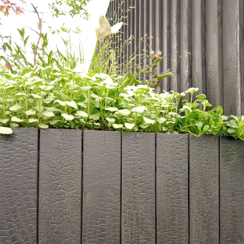 Close up of timber garden wall showing black charred mokuzai effect