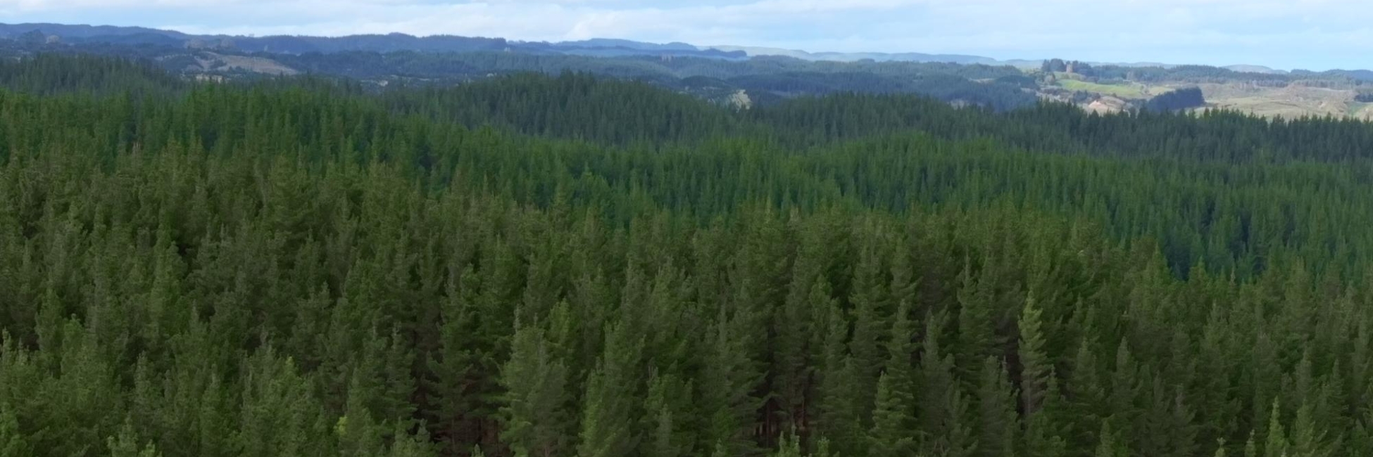 Landscape view of Radiata Pine plantations in New Zealand.