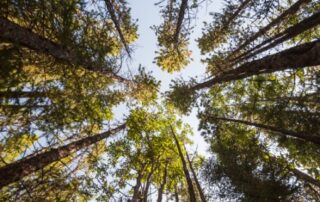 Canopy view of Radiata Pine growing against blue sky.
