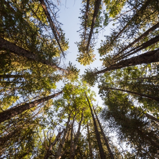 Canopy view of Radiata Pine growing against blue sky.